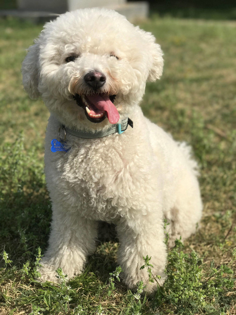 Ziggy, unadorned, in a park in Beijing on April 23, 2017. (The Washington Post by Molly Denyer)
