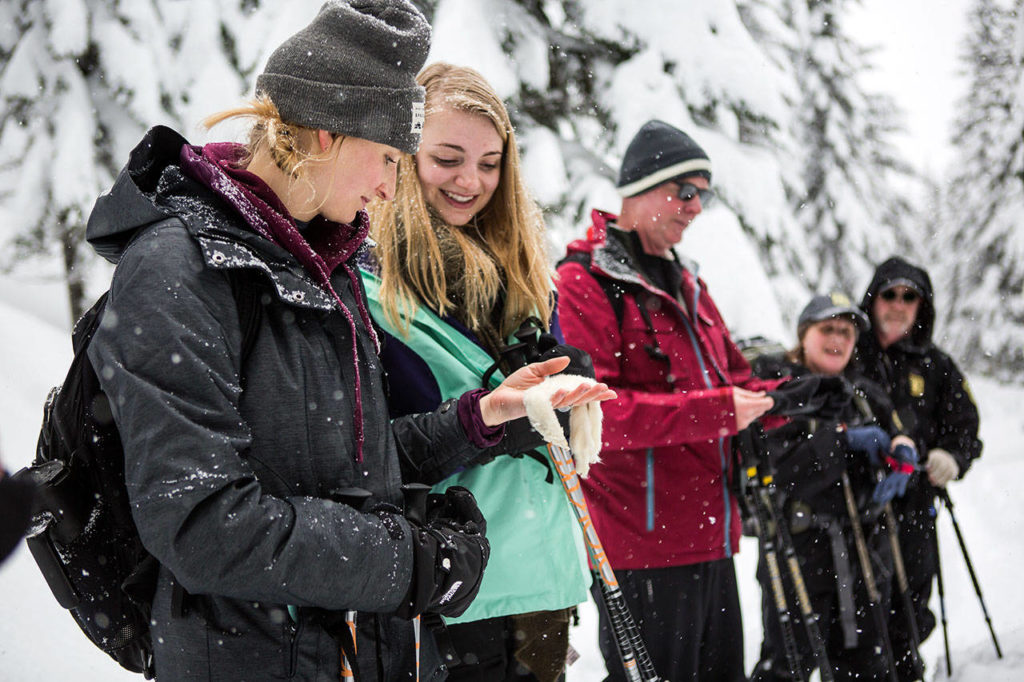 Megan Manwill, left, and Sarah Manwill, right, hold a white ermine pelt during the “Snowshoe with a Ranger” program on the Pacific Crest Trail North on Saturday near Stevens Pass. (Olivia Vanni / The Herald)
