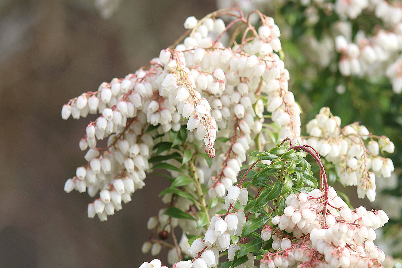 Great Plant Pick: Pieris japonica ‘Brookside Miniature’