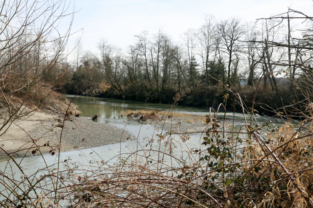 A body was found on the banks of the Stillaguamish River in Arlington in 1980. It’s a cold case. (Kevin Clark / The Herald)
