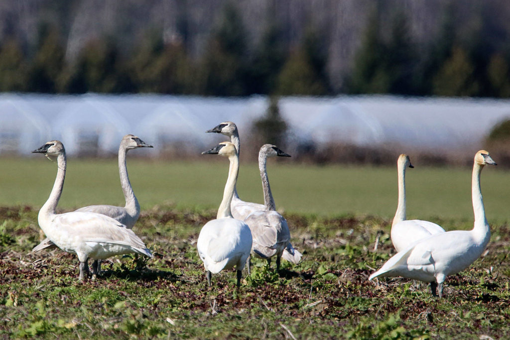 Trumpeter swans take advantage of fallow fields along the Pioneer Highway near Stanwood.
