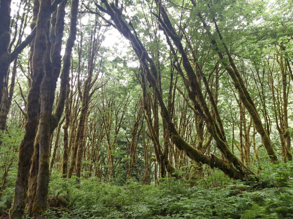 The Mine Road Trail off Highway 530 near Darrington. (Rikki King / The Herald)
