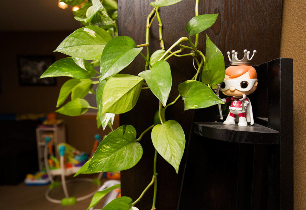 On a shelf behind a plant is one of the many Freddy Funko mascot figures found around the home of Diedre Twitty. (Andy Bronson / The Herald)
