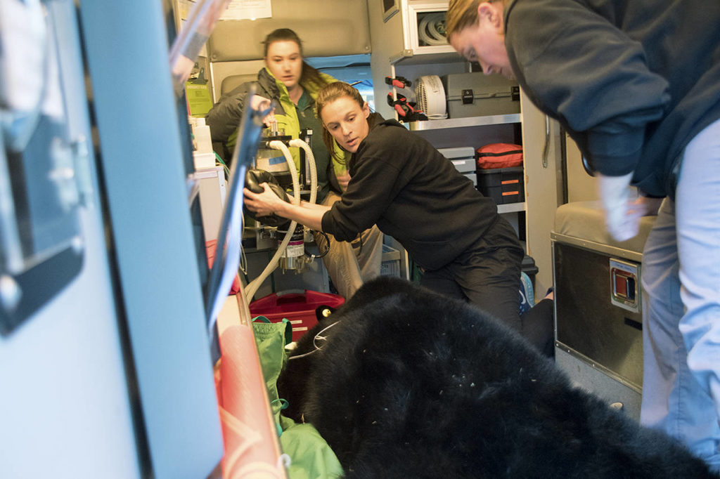 The bear leaves PAWS in an ambulance. (PAWS Wildlife Center)
