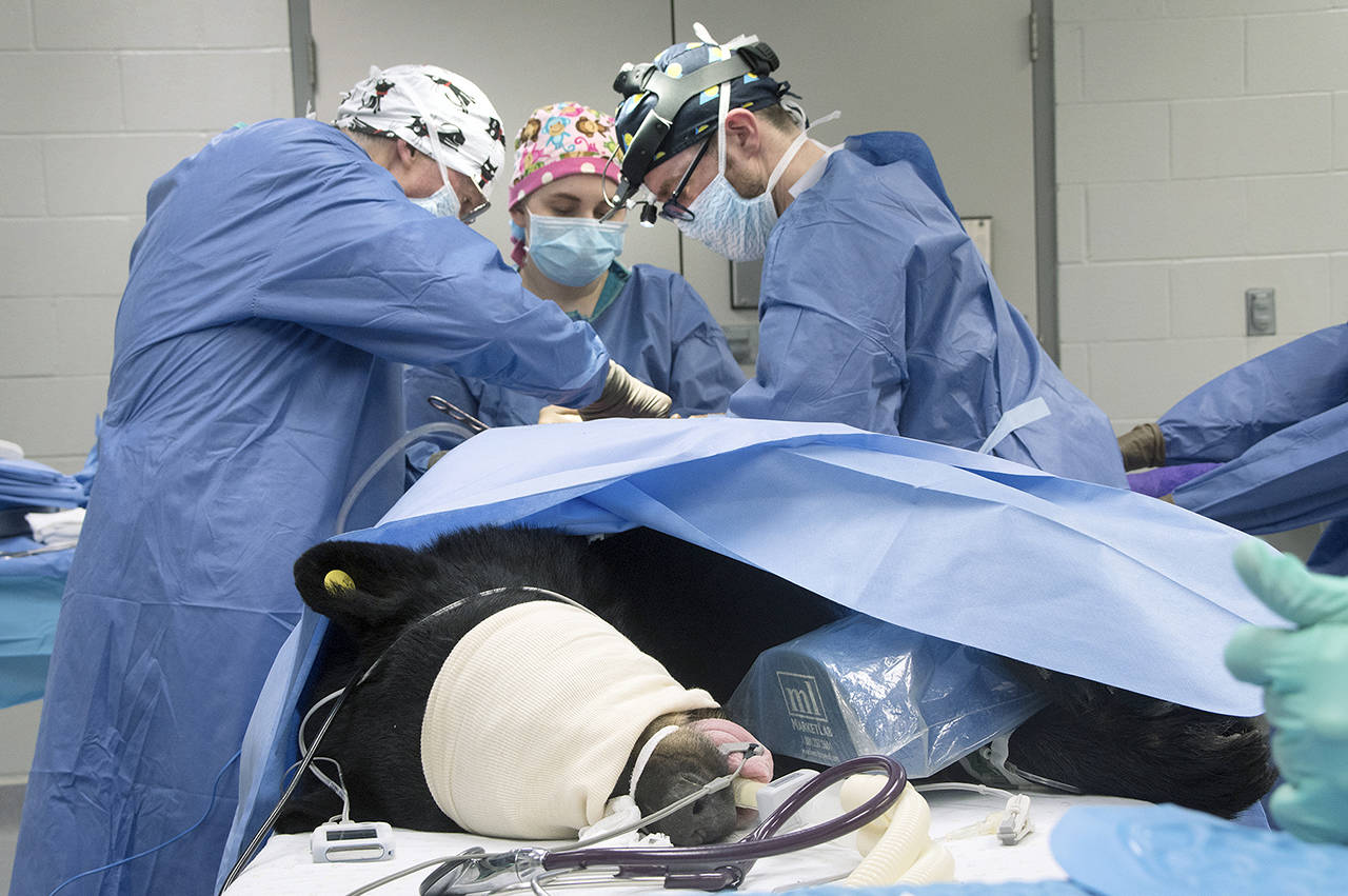 Doctors perform surgery on the bear. (PAWS Wildlife Center)