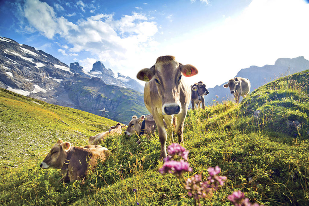 Mount Titlis in Switzerland. (Rick Steves’ Travel)
