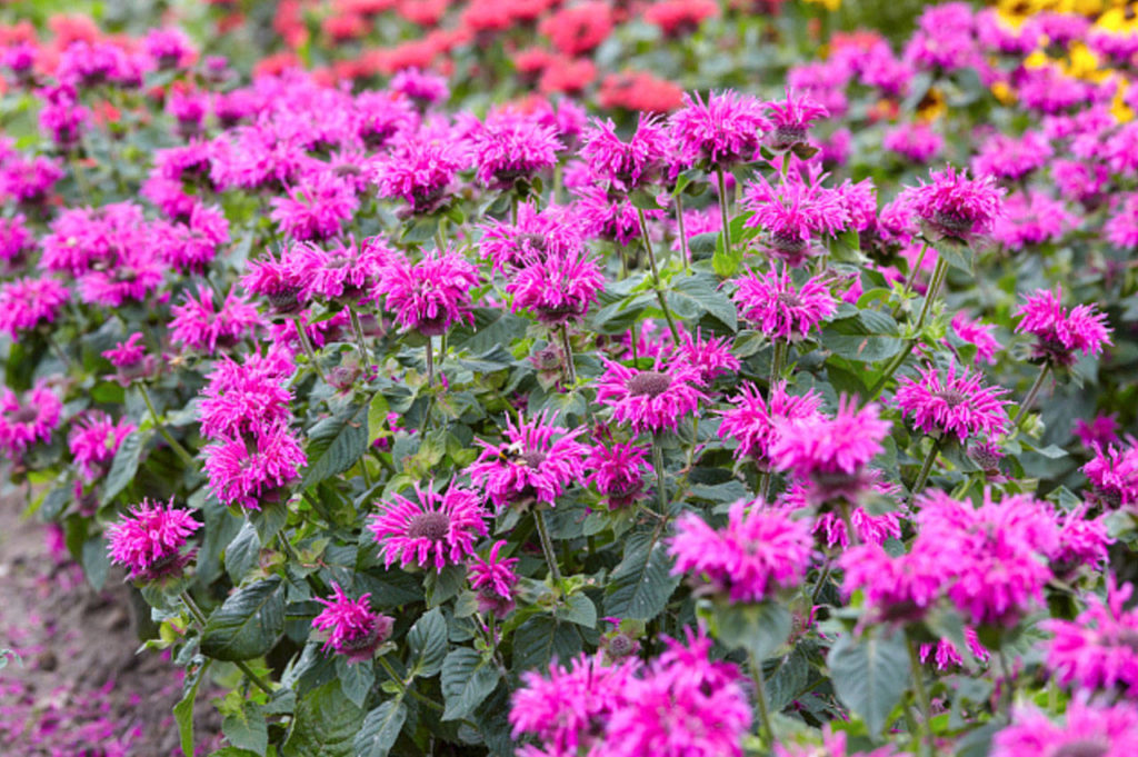 “Bee You” beebalm (Monrovia Growers)
