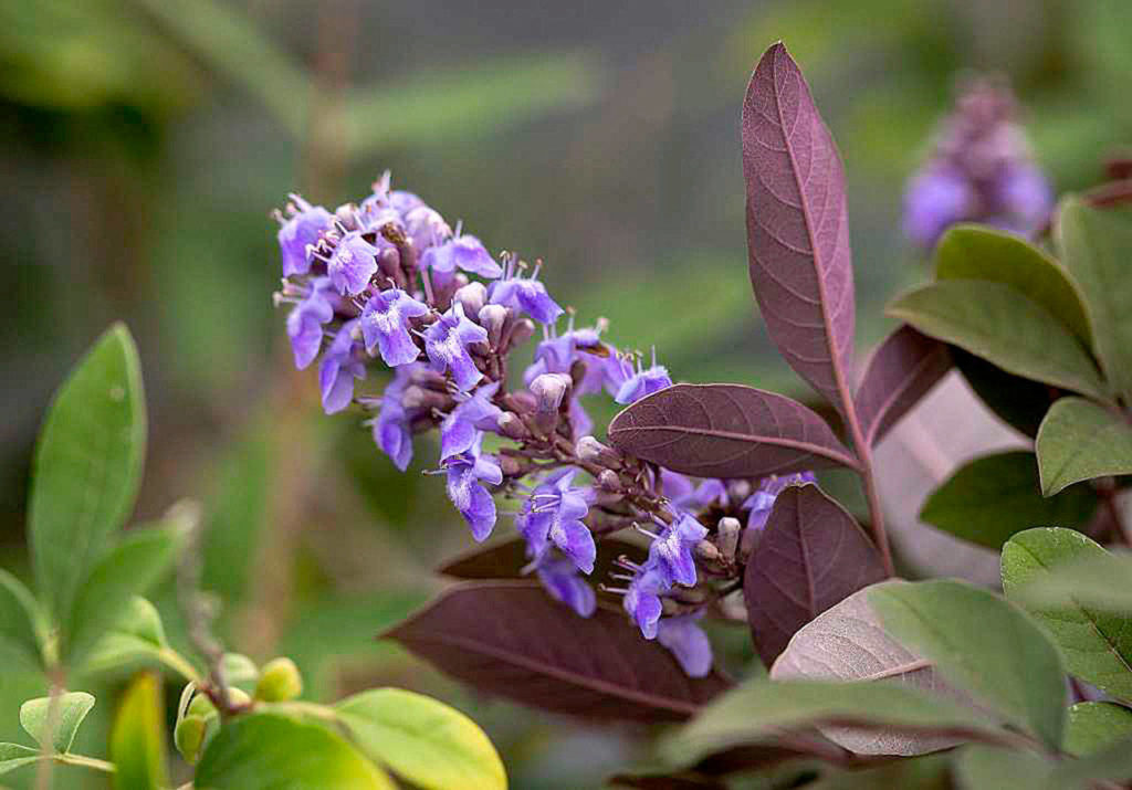“Flip Side” chastetree (Bailey Nurseries)
