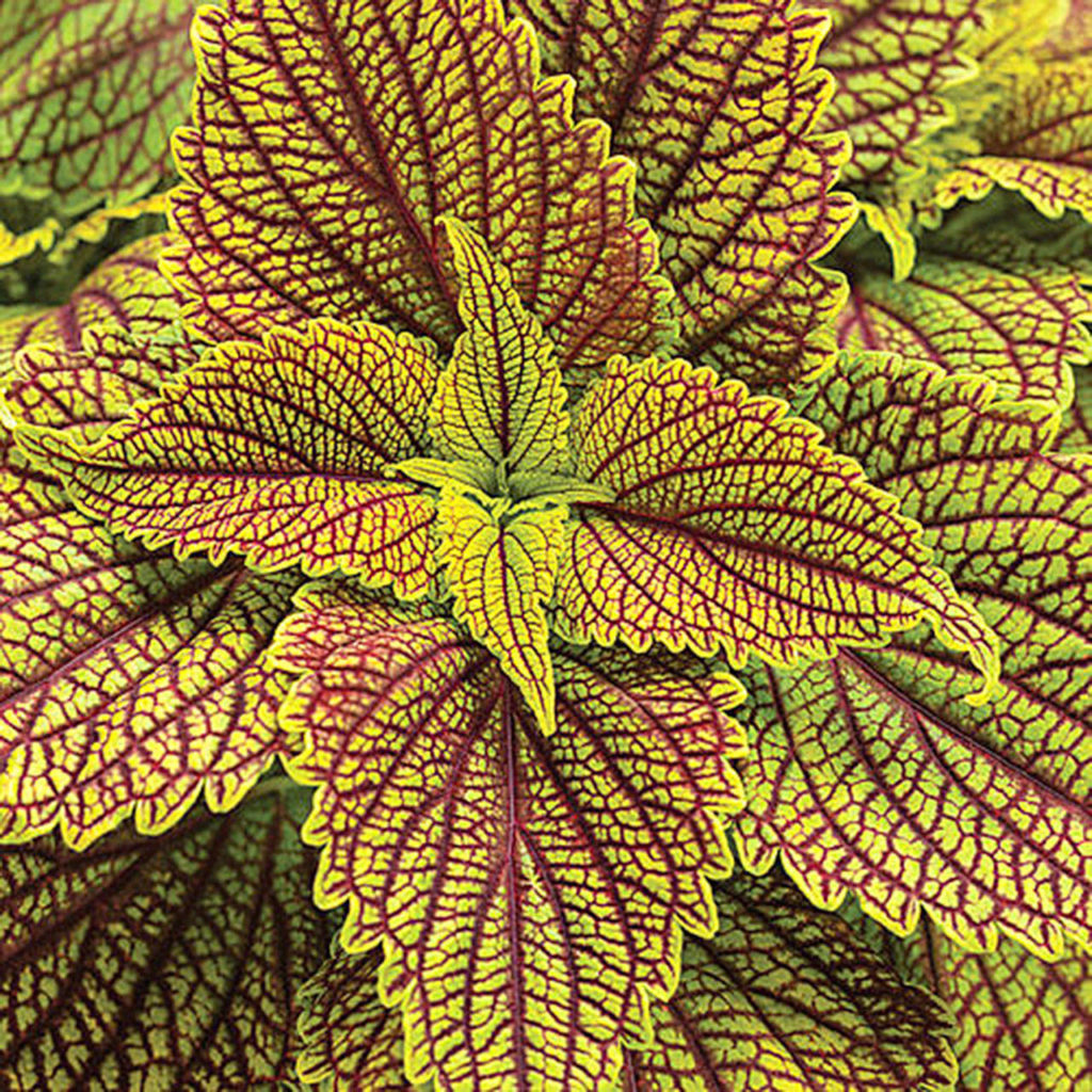 “Golden Dreams” coleus (ColorBlaze)
