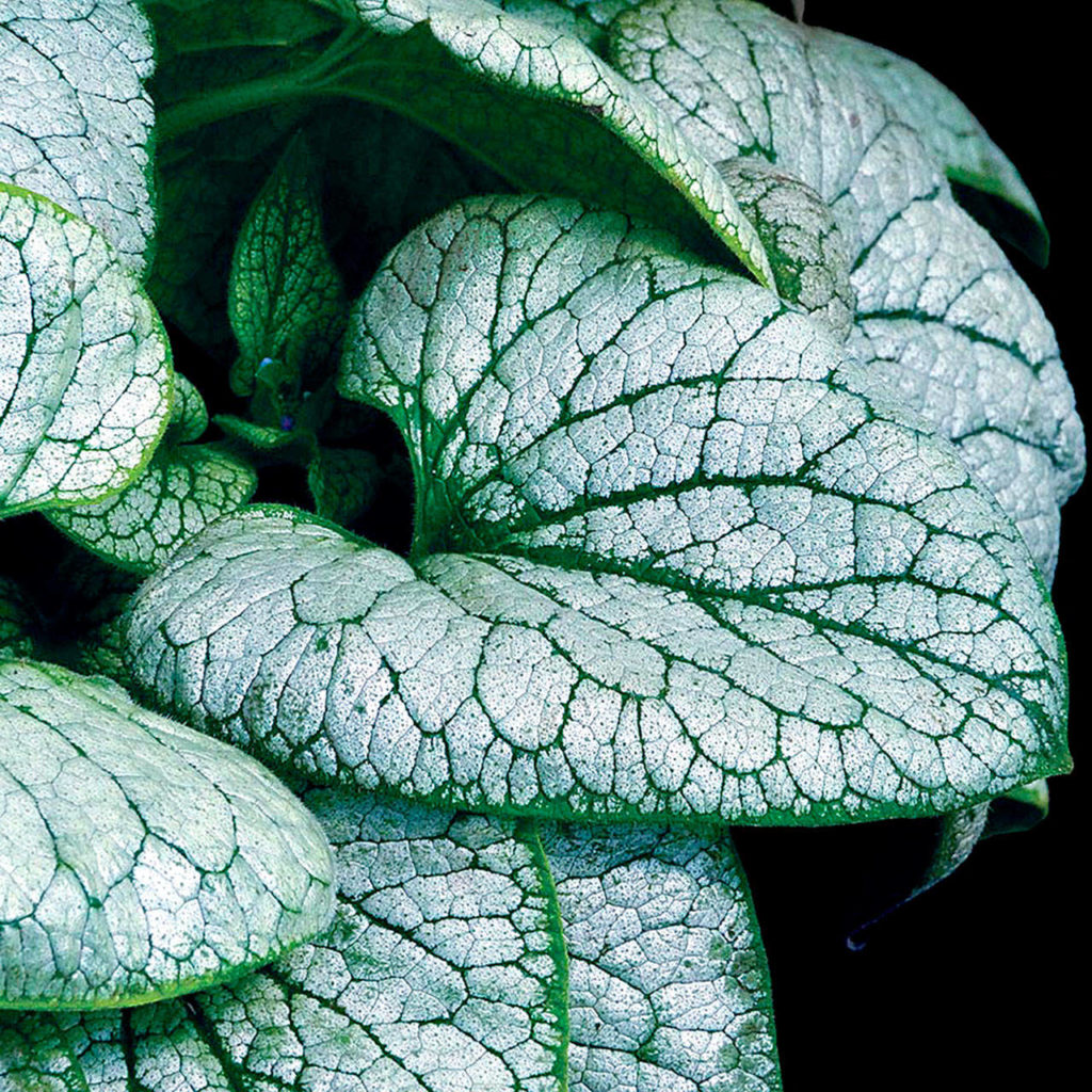 Brunnera “Alchemy Silver” (Blooming Nursery)

