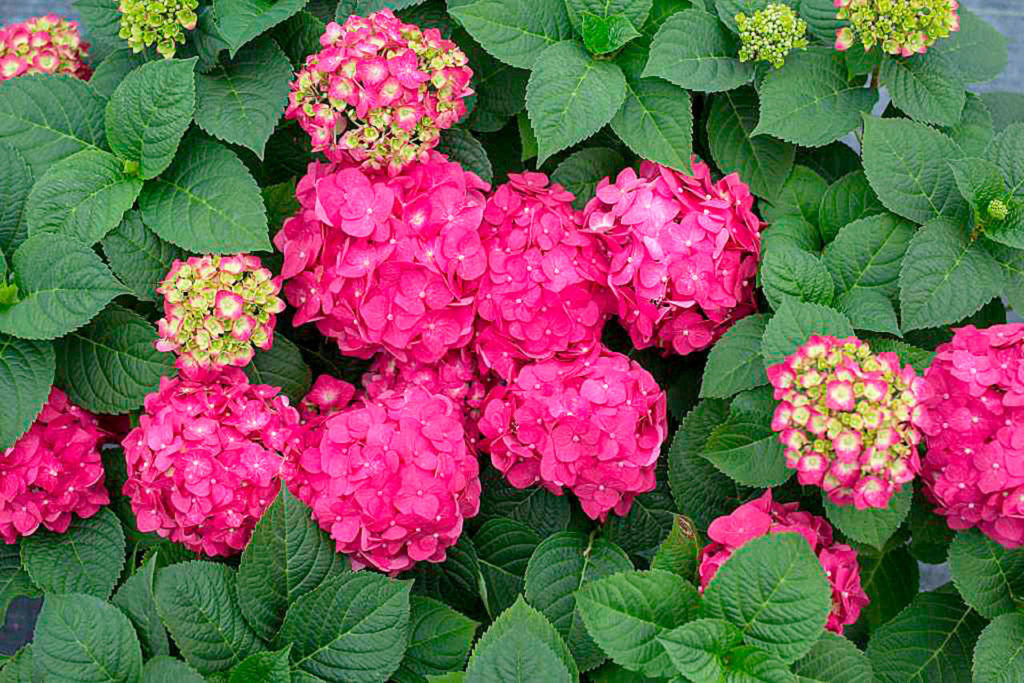 “Summer Crush” hydrangea (Bailey Nurseries)
