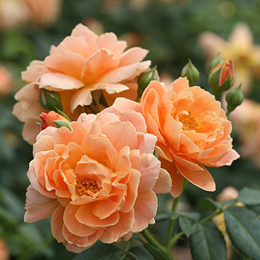 “At Last” rose (Proven Winners)

