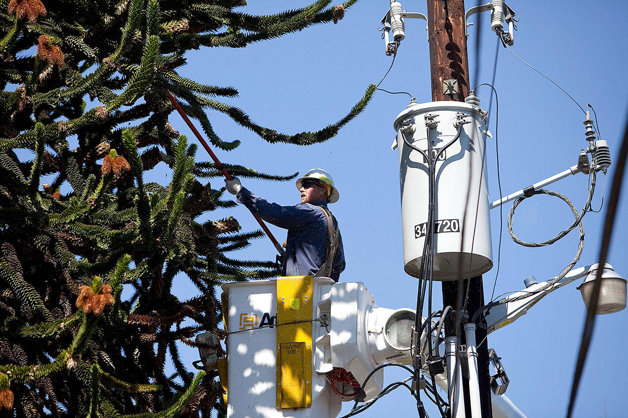 A Snohomish County PUD tree trimmer works to keep limbs away from overhead power lines. (Snohomish County PUD)