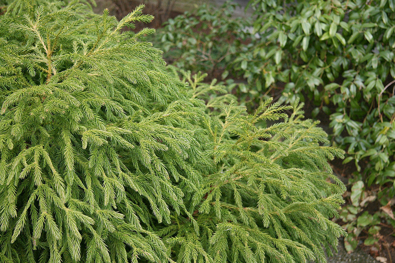 This semi-dwarf Japanese cedar, bright apple green in color, is especially attractive in the winter. (Richie Steffen)