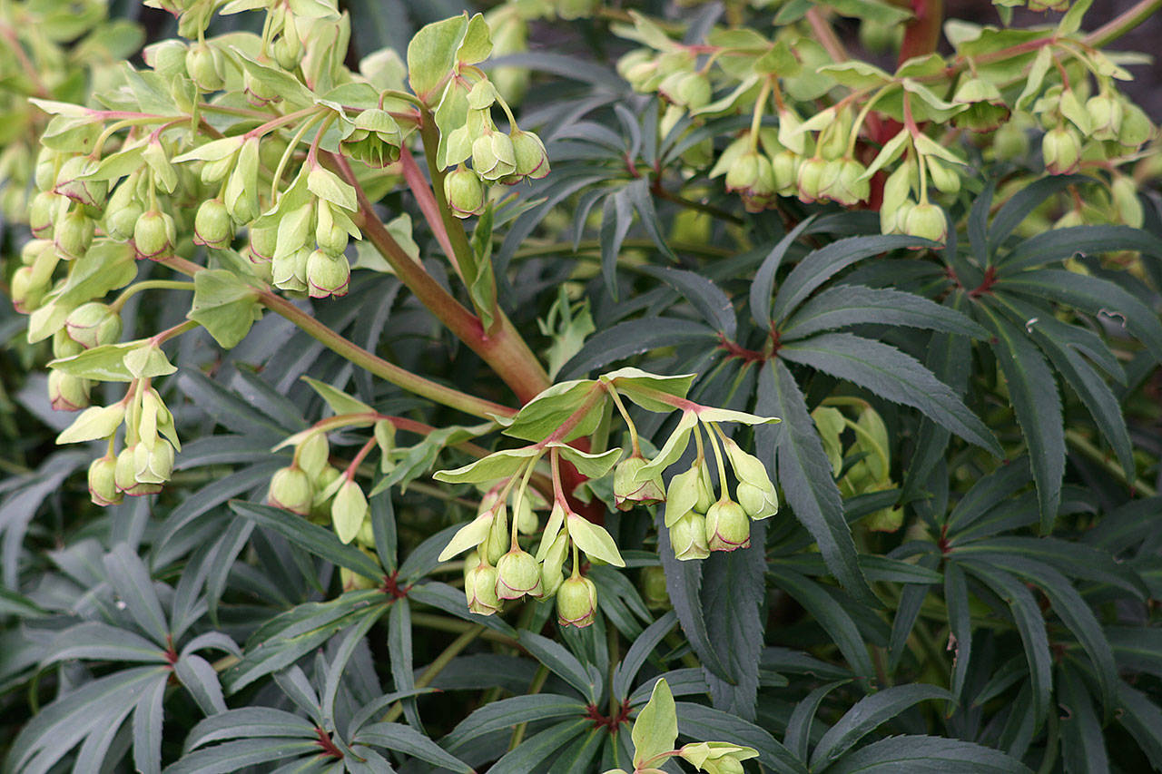 The stinking hellebore gets its nickname from the stinky smell you get when the leaves are crushed. (Richie Steffen)