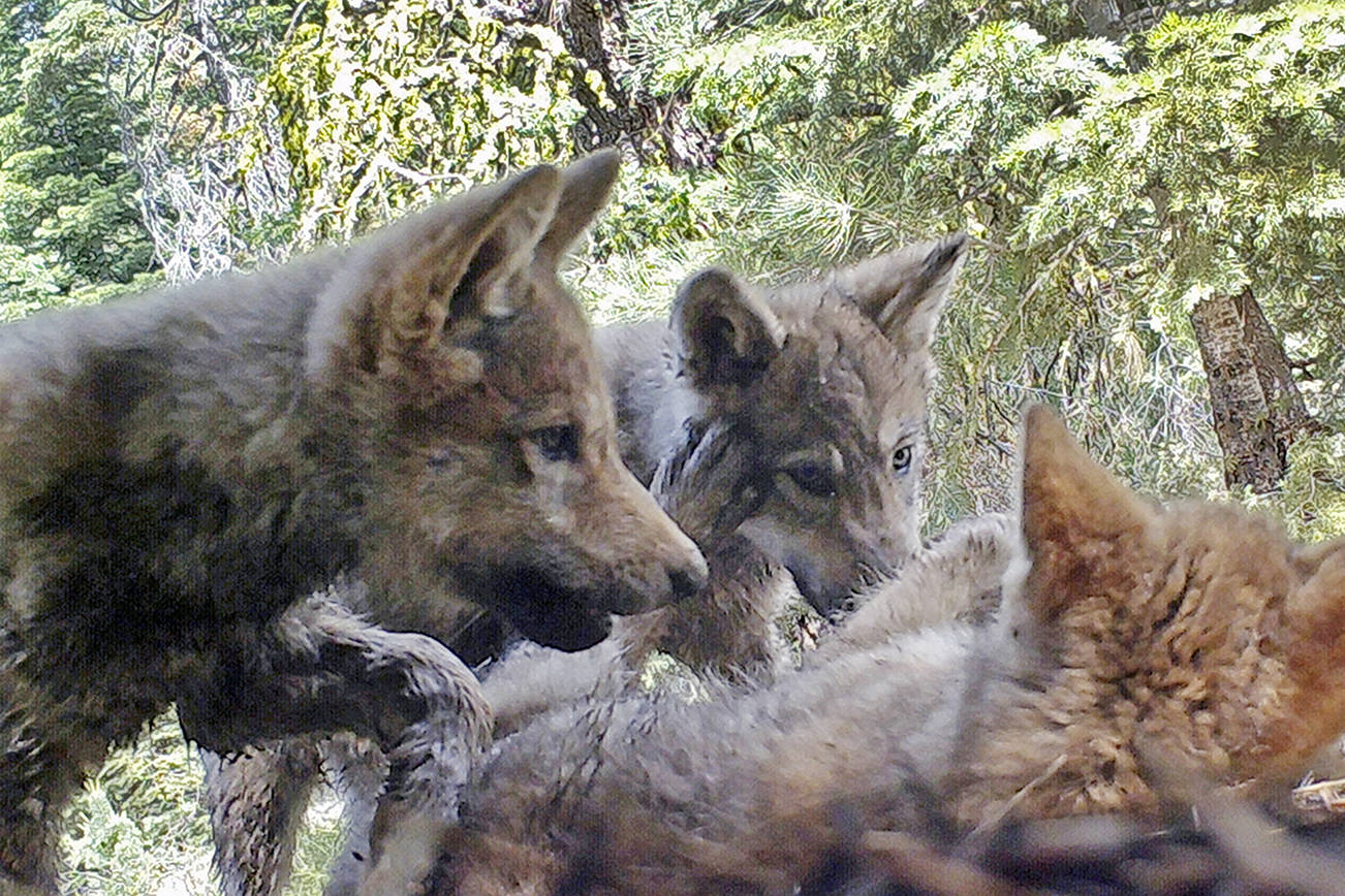 US to end protections for gray wolves in Lower 48 states