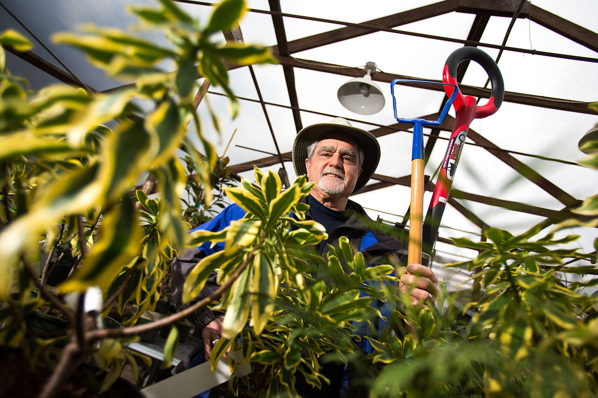 Sunnyside Nursery owner Steve Smith will talk about shade plants such as winter daphne (foreground) and some of his favorite gardening tools (the hula hoe and the root slayer) this weekend at the Everett Home & Garden Show. (Andy Bronson / The Herald)