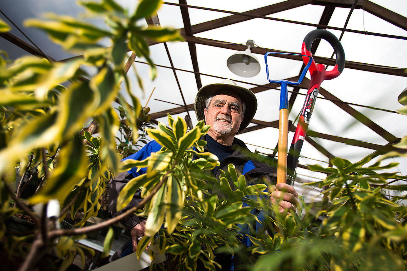 Sunnyside Nursery owner Steve Smith will talk about shade plants such as Winter Daphne and about some of his favorite tool for maintaining your garden (the Hula-Ho and the Root Slayer) on Wednesday, March 6, 2019 in Marysville, Wash. (Andy Bronson / The Herald)