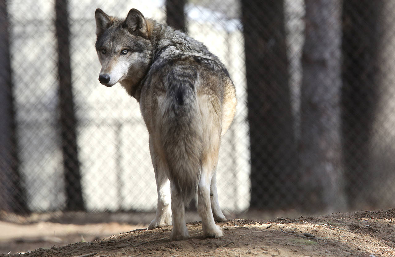In this 2018 photo, a gray wolf stands at the Osborne Nature Wildlife Center south of Elkader, Iowa. (Dave Kettering/Telegraph Herald via AP, File)