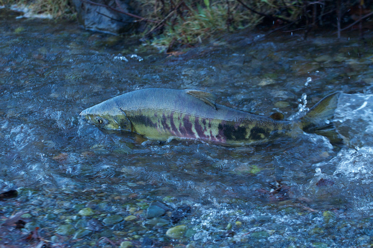 A chum salmon heads up a small creek off Hood Canal. Chum runs are expected to be small this year. (Mike Benbow)