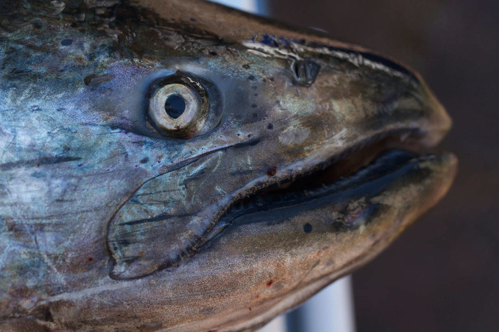 A chinook salmon caught last year off Tulalip Bay. (Mike Benbow)
