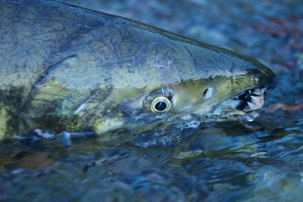 A chum salmon heads up a small creek off Hood Canal. Chum runs are expected to be small this year. (Mike Benbow)
