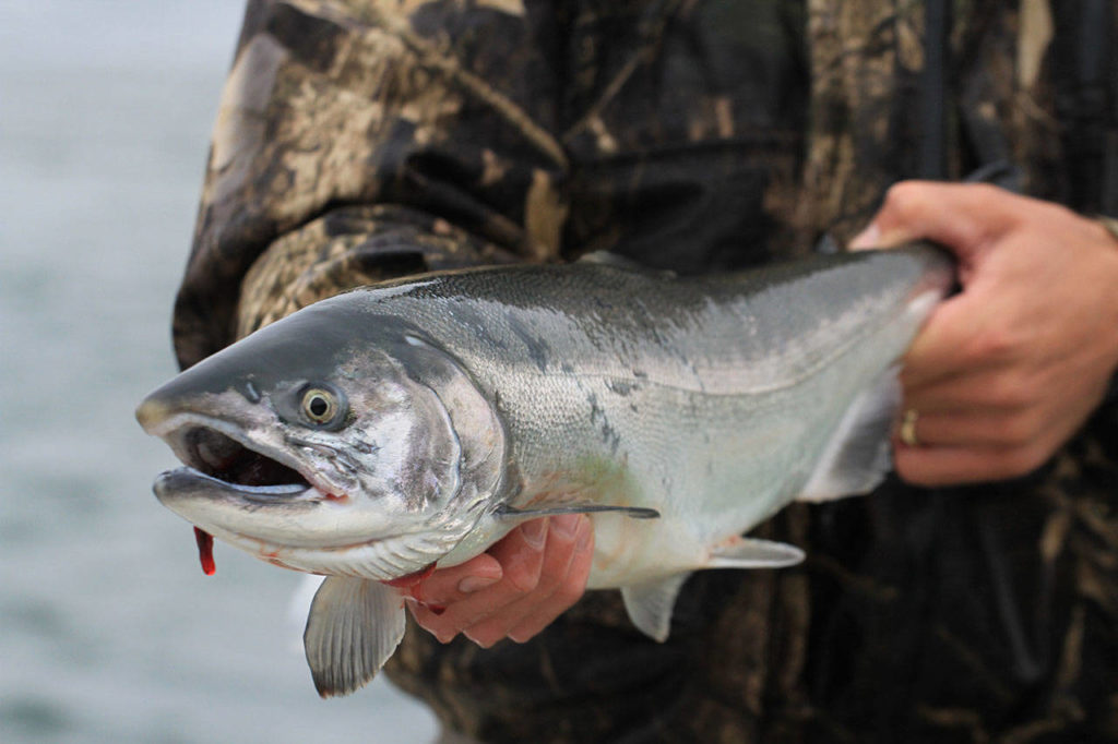 Coho runs are predicted to be better this fall. (Mike Benbow)
