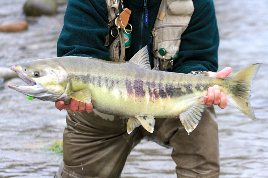 Chum salmon runs are predicted to be very small this year. (Mike Benbow)
