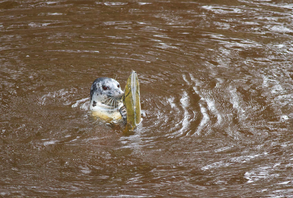 A seal prepares to eat a chum salmon it caught in a creek off Tulalip Bay. Growing numbers of seals and sealions have increased the competition for salmon. (Mike Benbow)
