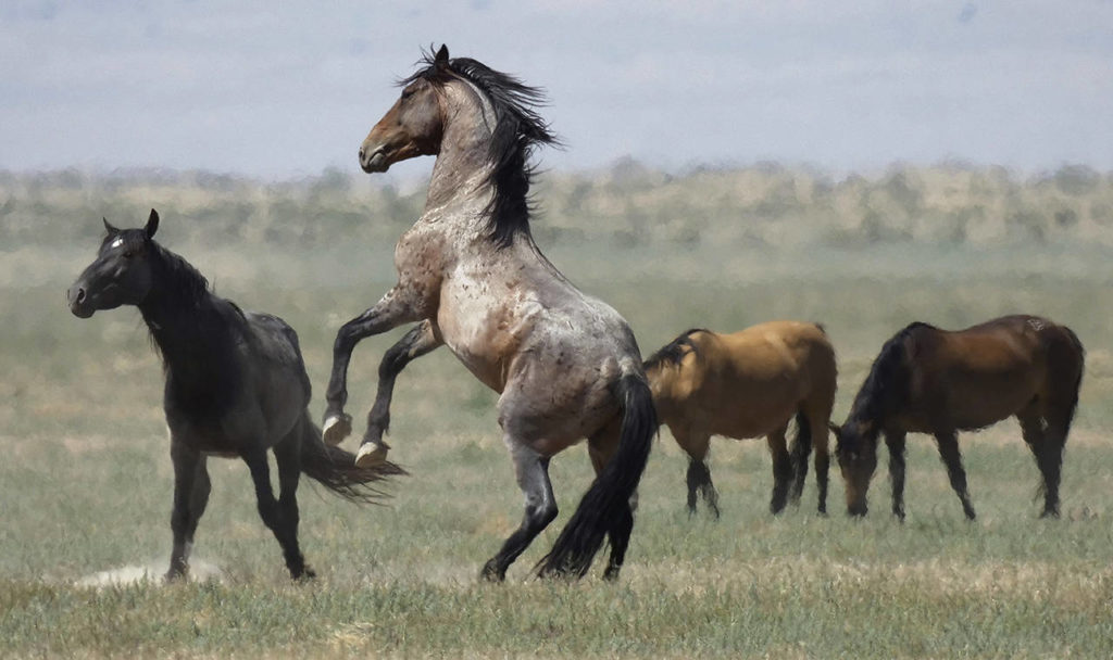 In this 2018 photo, a wild horse jumps among others near Salt Lake City. (AP Photo/Rick Bowmer, File)
