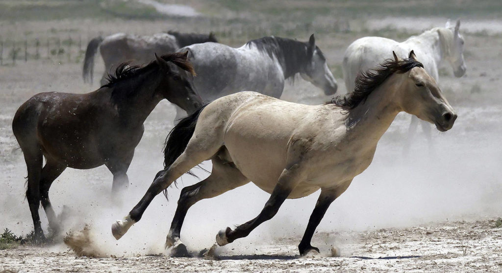 In this 2018 photo, wild horses kick up dust as they run at a watering hole outside Salt Lake City. (AP Photo/Rick Bowmer, File)
