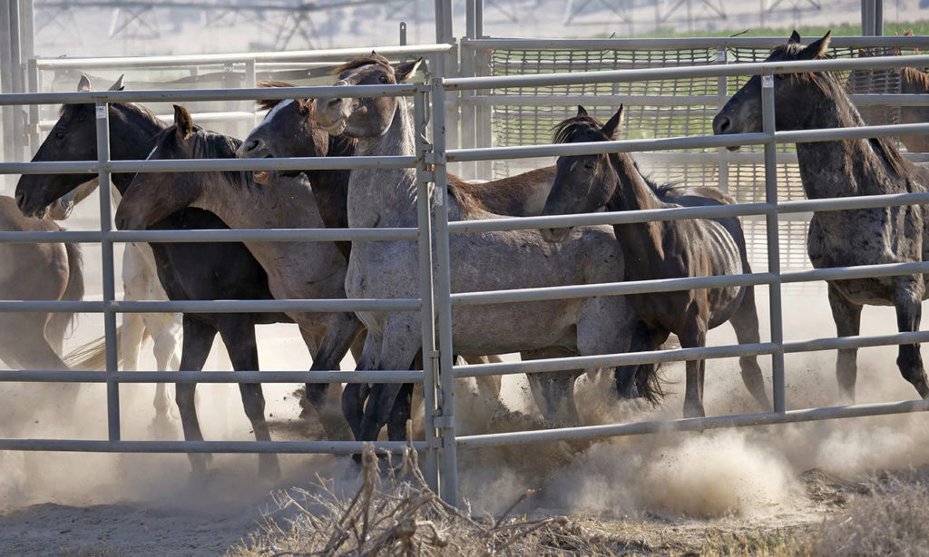 In this 2018 photo, wild horses are held in a temporary pen after being rounded up the night before due to insufficient water to sustain them, in a desert area near Salt Lake City. (AP Photo/Rick Bowmer, File)
