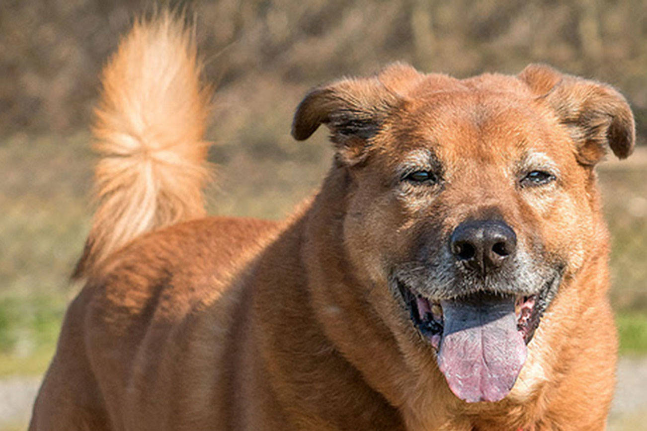 Everett Animal Shelter has a few good boys up for adoption
