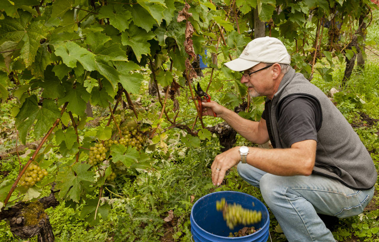 Greg Osenbach established his vineyard nearly Langley on Washington’s Whidbey Island in 1986, but he reaches across the state for his award-winning cabernet franc program. (Richard Duval Images)