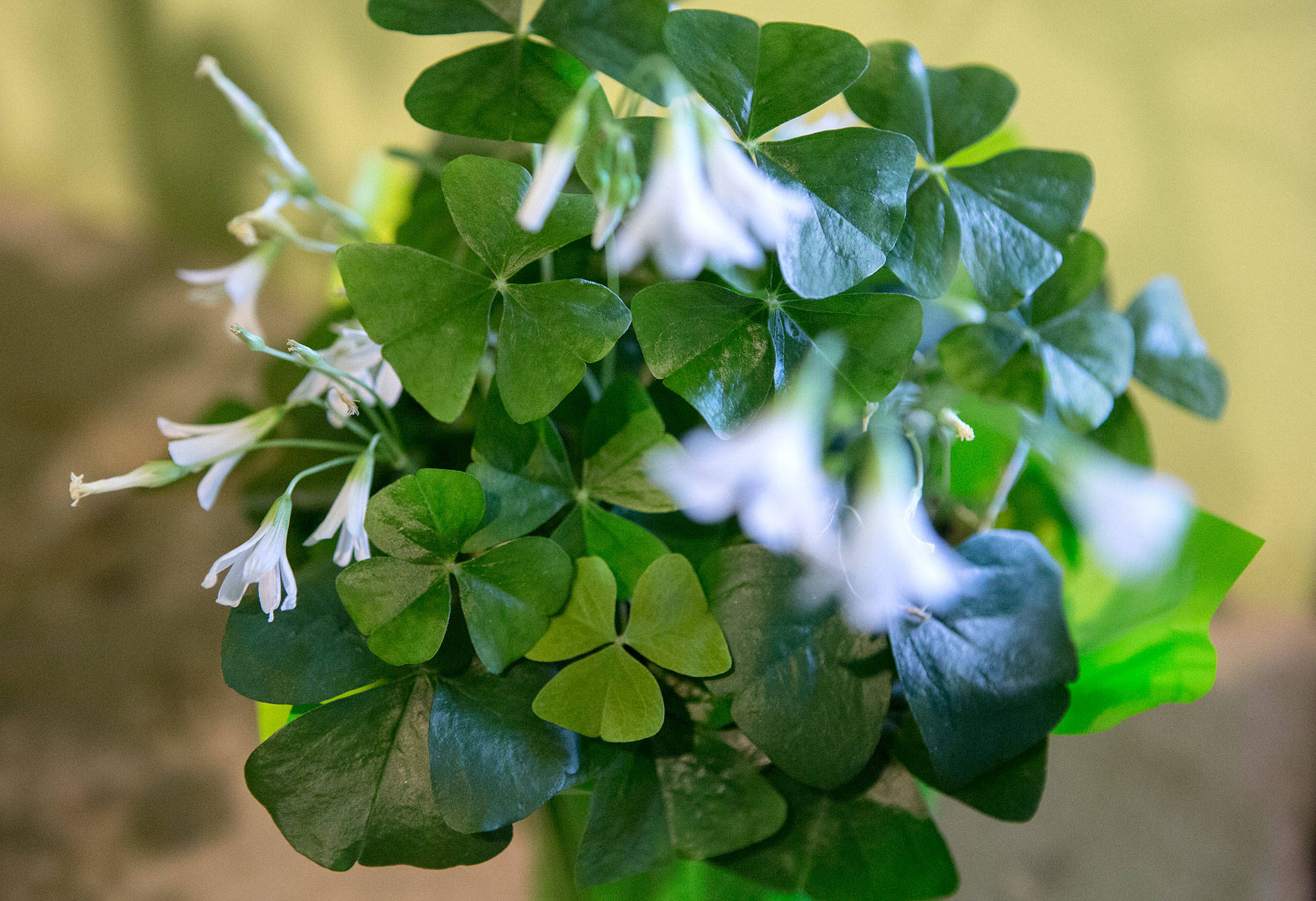 St Patrick's Day: The difference between a shamrock and a four-leaf clover