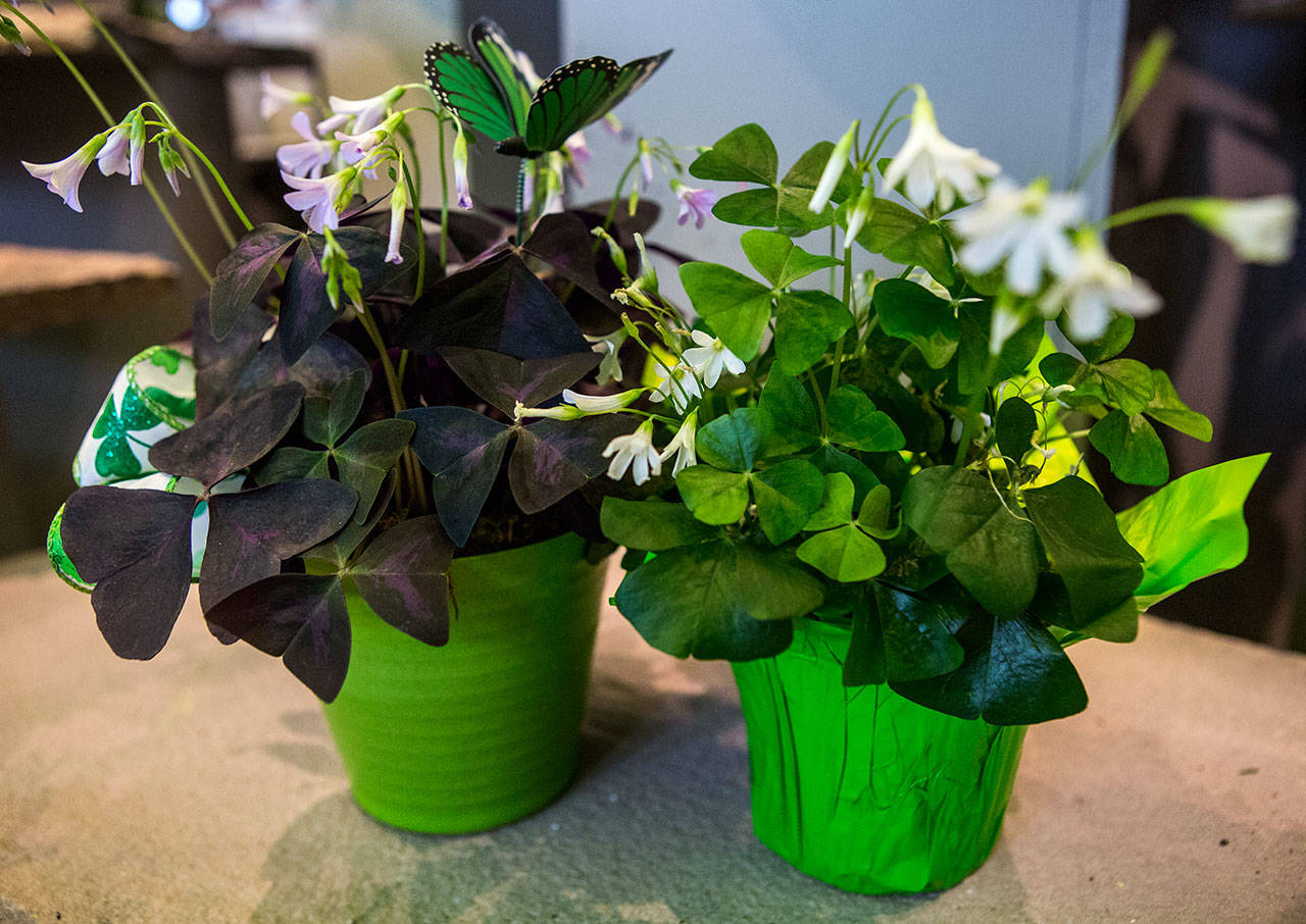 Whether green or purple, the false shamrock is truly adorable