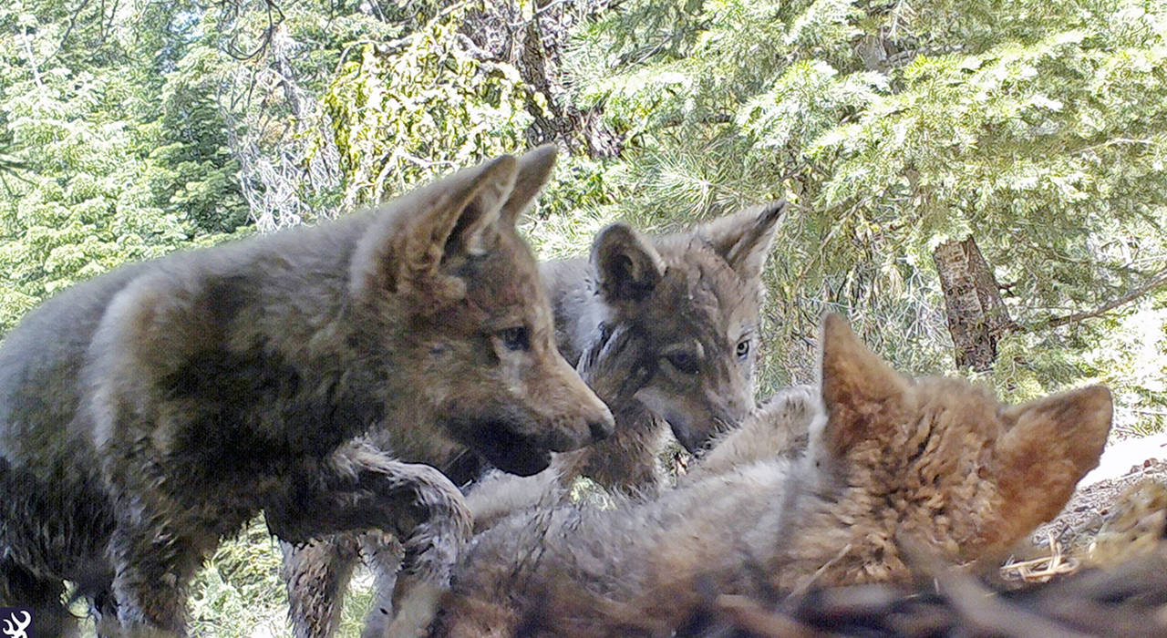 This June 2017 remote camera image shows a female gray wolf and her mate with a pup born in 2017 in the wilds of Lassen National Forest in Northern California. (U.S. Forest Service via AP, File)