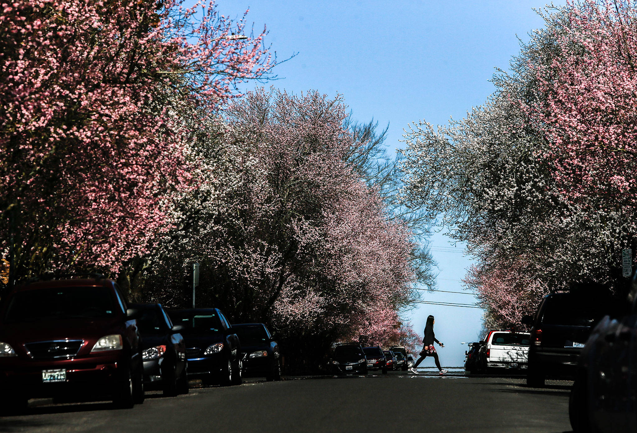A woman walks along 12th Street as trees begin to blossom in the sun on Hoyt Avenue on Tuesday. (Olivia Vanni / The Herald)