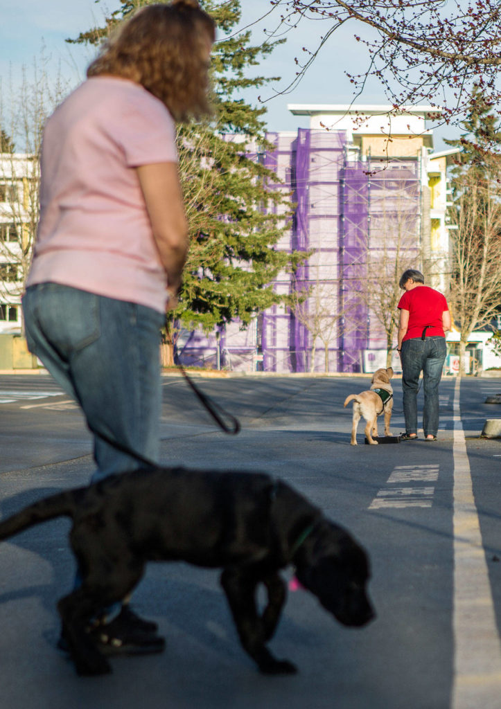 Juniper, a 4-month-old black Labrador (left), works on loose leash walking as Jedi works on paw pad training during a Summit Assistance Dogs training at Community Life Church on March 20 in Lynnwood. (Olivia Vanni / The Herald)
