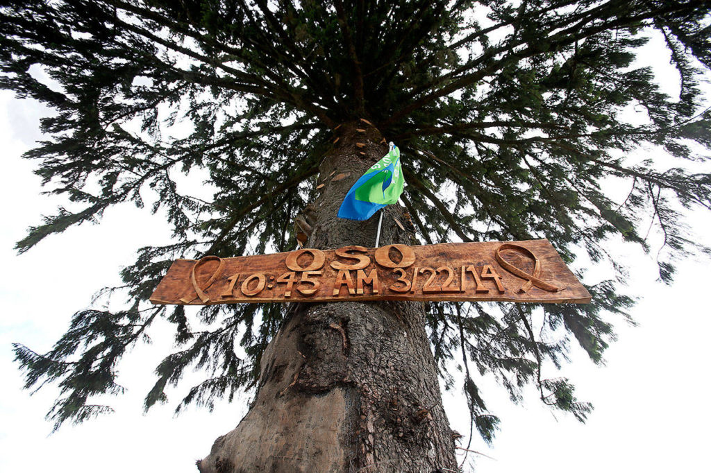 A Sitka spruce that withstood the mudslide bears a memorial sign made from a cedar plank retrieved from the debris. (Dan Bates / The Herald)
