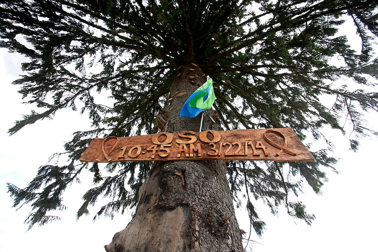 A Sitka spruce that withstood the mudslide bears a memorial sign made from a cedar plank retrieved from the debris. (Dan Bates / The Herald)