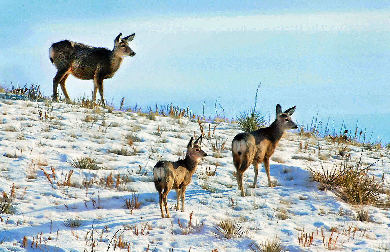 Deer seek foliage in retreating snow in grasslands near Miles City, Montana, in 2010. This area is typical of other grasslands and similar tracts that are included in a policy by acting U.S. Interior Secretary David Bernhardt, who is ordering federal land managers to give more consideration to public access concerns when selling or trading public land. The executive’s order Thursday comes amid longstanding complaints that millions of acres of state and federal land in the American West can be reached only through private property or small slivers of public land. (Steve Allison/Miles City Star via AP, File)