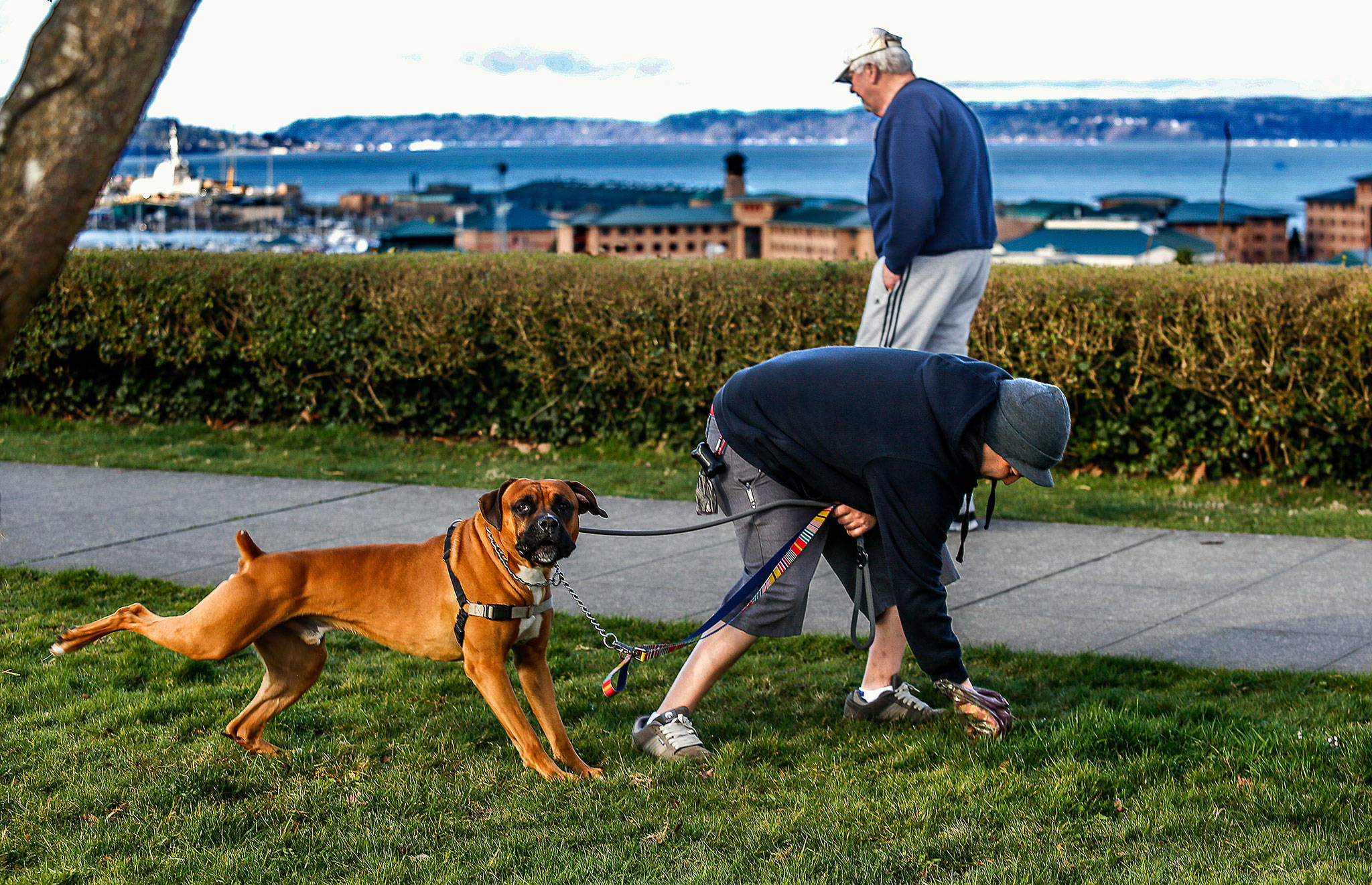 With his hand in a biodegradable bag made for this duty, Nick Garcia of Everett leans over to pick up after Balto, his 4-year-old boxer mix Tuesday morning in Grand Avenue Park. (Dan Bates / The Herald)
