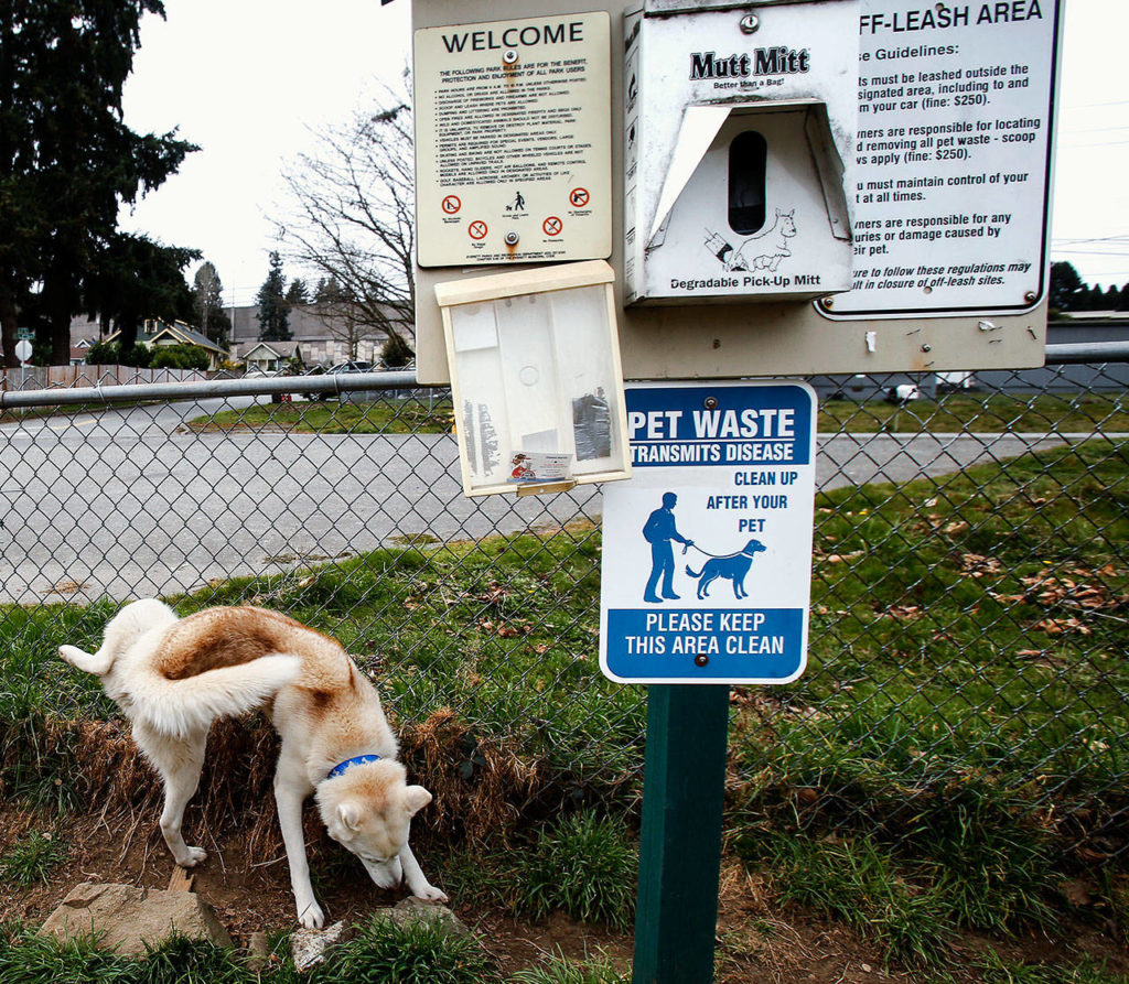 Oden, Elaign Fawcett’s male Siberian husky, marks a spot near a sign with rules for using the off-leash area at Everett’s Lowell Park. (Dan Bates / The Herald)
