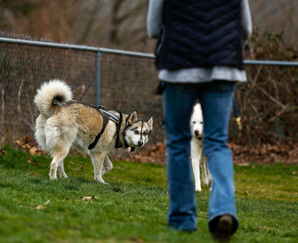 After doing her duty, female husky Sakari looks up at her owner, Joanne Arland, who walks toward her with a bag. Elaign Fawcett’s white male Siberian husky, Oden, stands by. (Dan Bates / The Herald)

