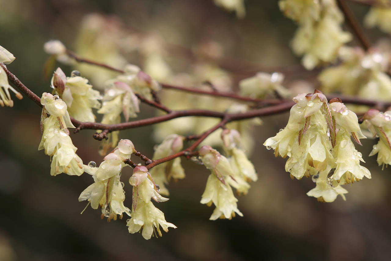 Winterhazels pair wonderfully with early spring perennials such as snowdrops or hellebores. (Richie Steffen)