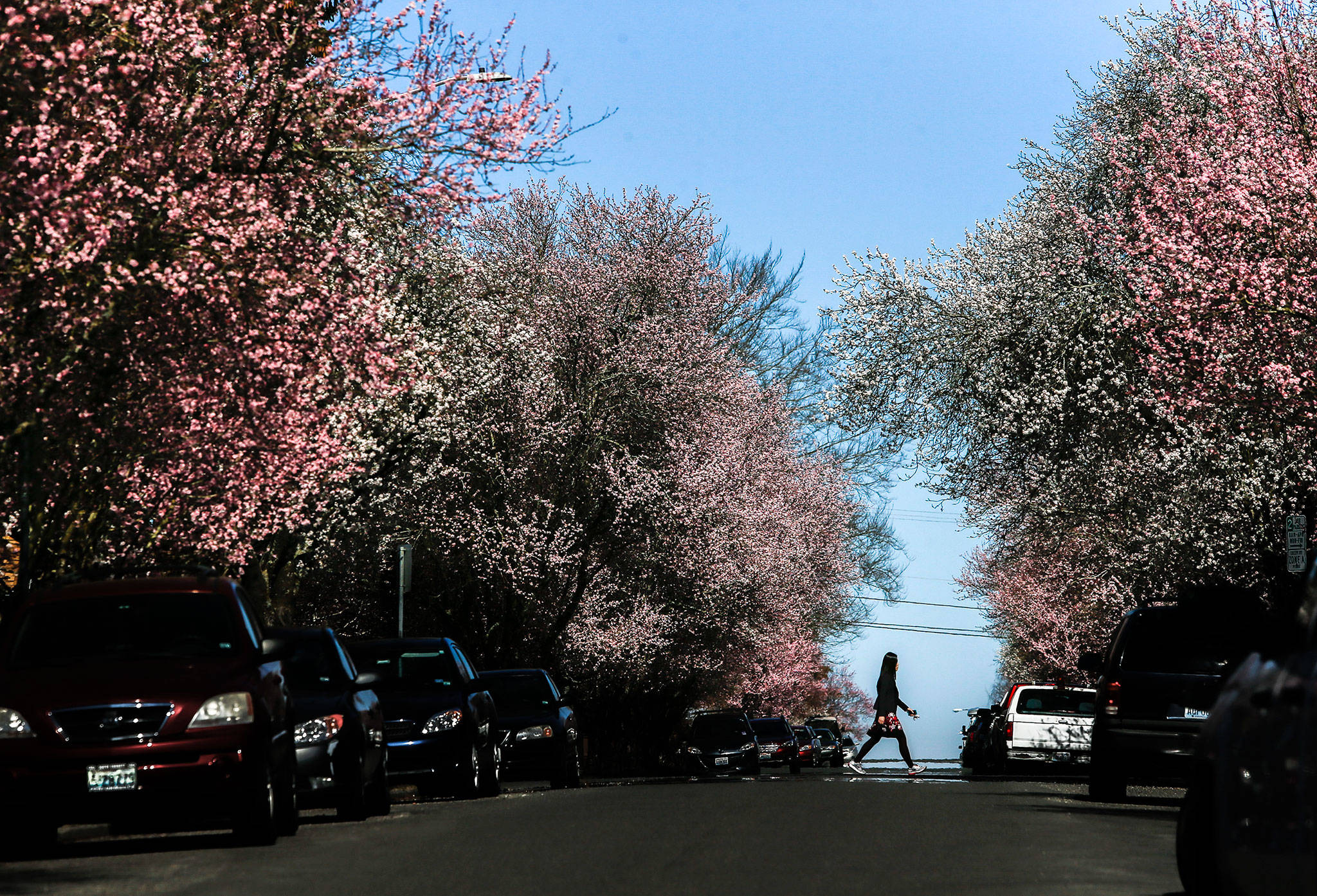 A woman walks along 12th Street in Everett as trees begin to blossom in the sun on Hoyt Avenue on March 19, 2019. (Olivia Vanni / The Herald)