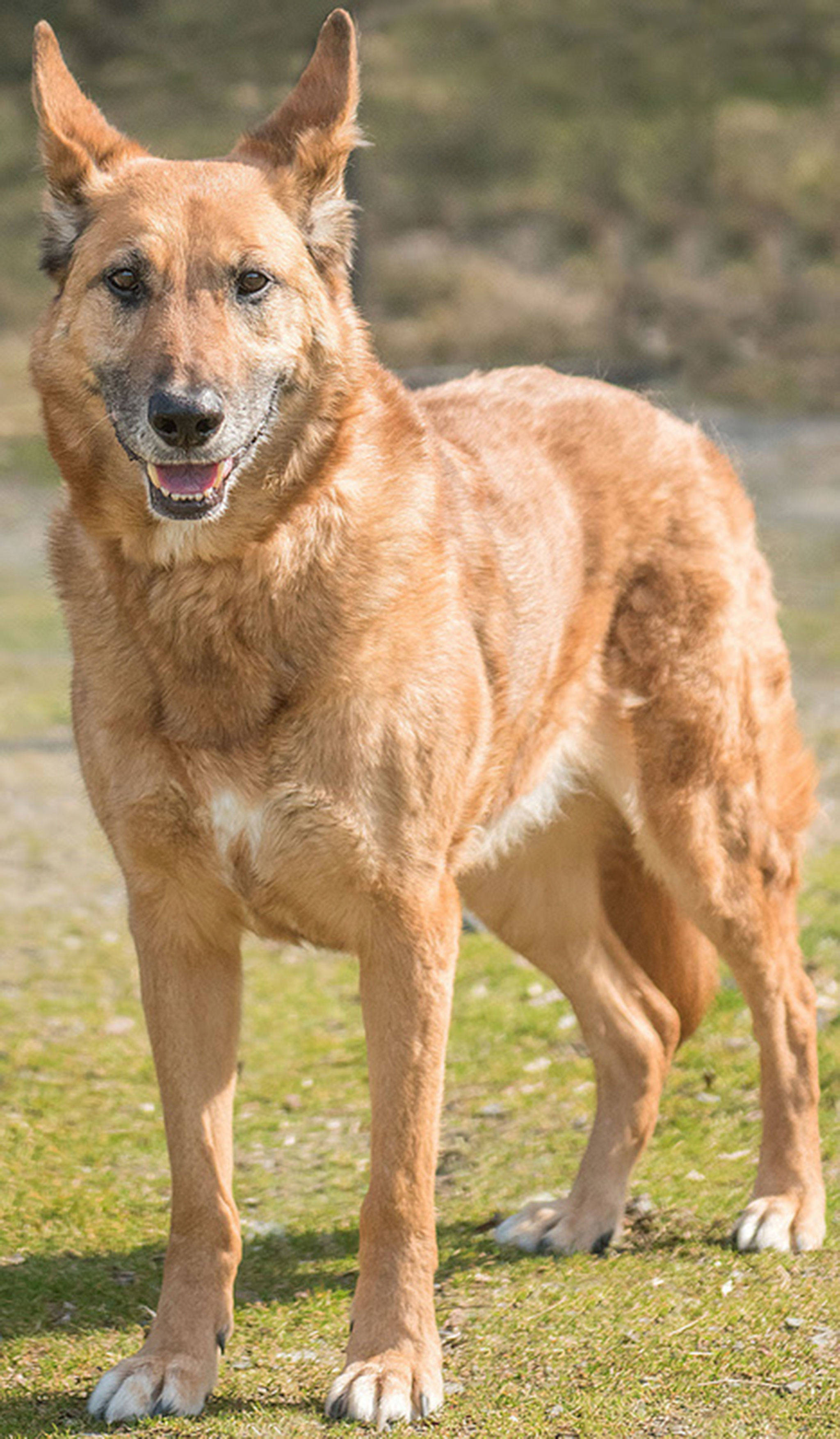 Bullet is a handsome older gentleman! He has lived with other dogs his size but will need a meet and greet prior to adoption. Any children in the must be over 13 years old and be able to give him his space. Bullet needs a feline/small critter free home. He is not suited for apartment living. Bullet knows several commands and is crate trained. (Curt Story/Everett Animal Shelter)