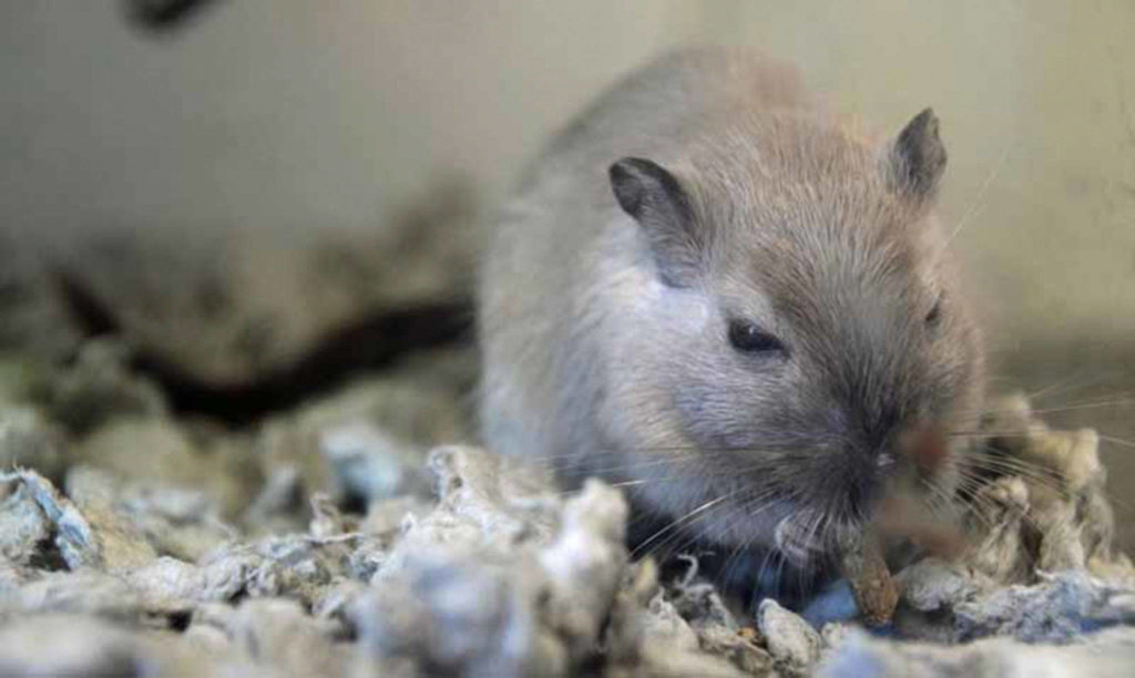 We have received over 20 fancy gerbils and they are all looking for new homes! They ranges in age from 5 months to 1 year and there are both male and females. Their coloring is Burmese and also grey and white and they are fairly large for gerbils. If you are looking for a new little friend come on down to see them. (Arleigh Movitz/Everett Animal Shelter)
