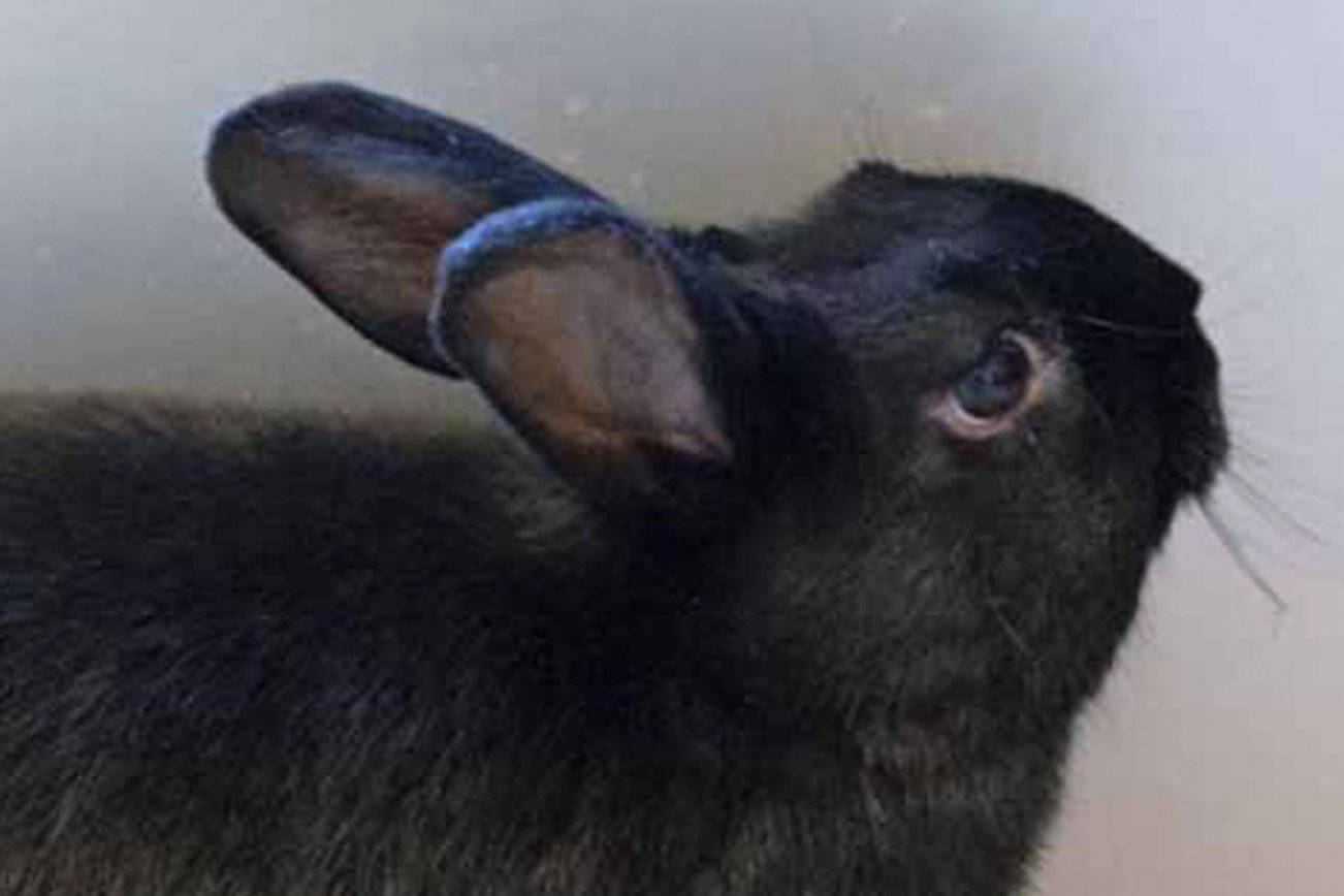 Why settle for dogs when you could adopt bunnies or gerbils?